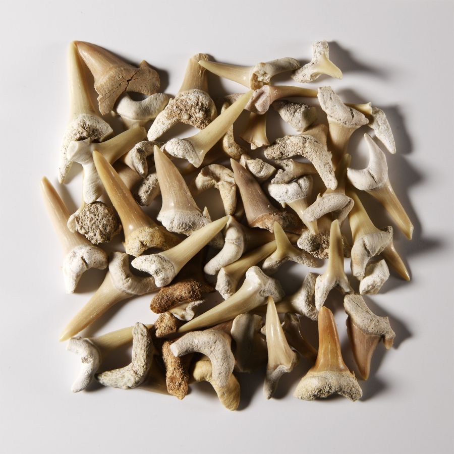 Natural History - Fossil Sand Shark Teeth Group