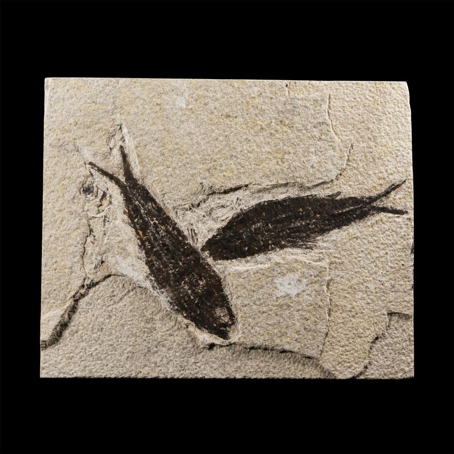 Natural History - Knightia Fossil Fish Plate
