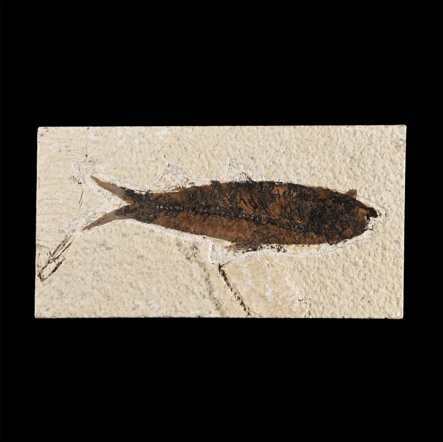 Natural History - Knightia Fossil Fish