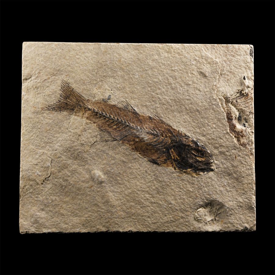 Natural History - Knightia Fossil Fish