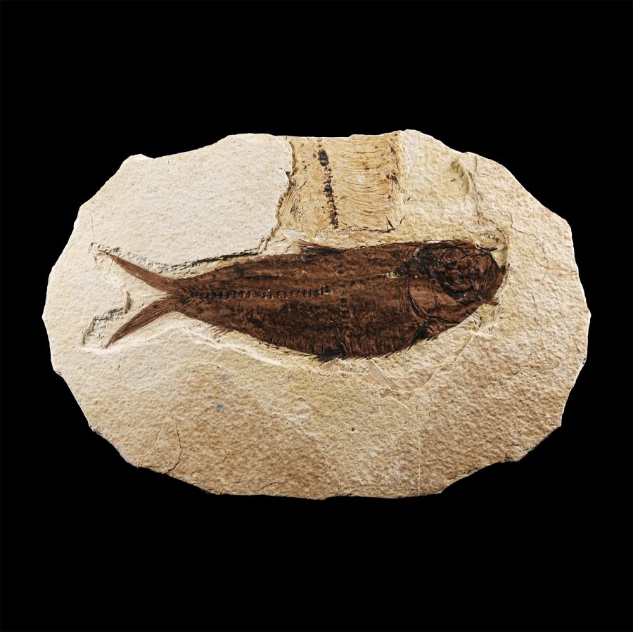 Natural History - Diplomystus Fossil Fish