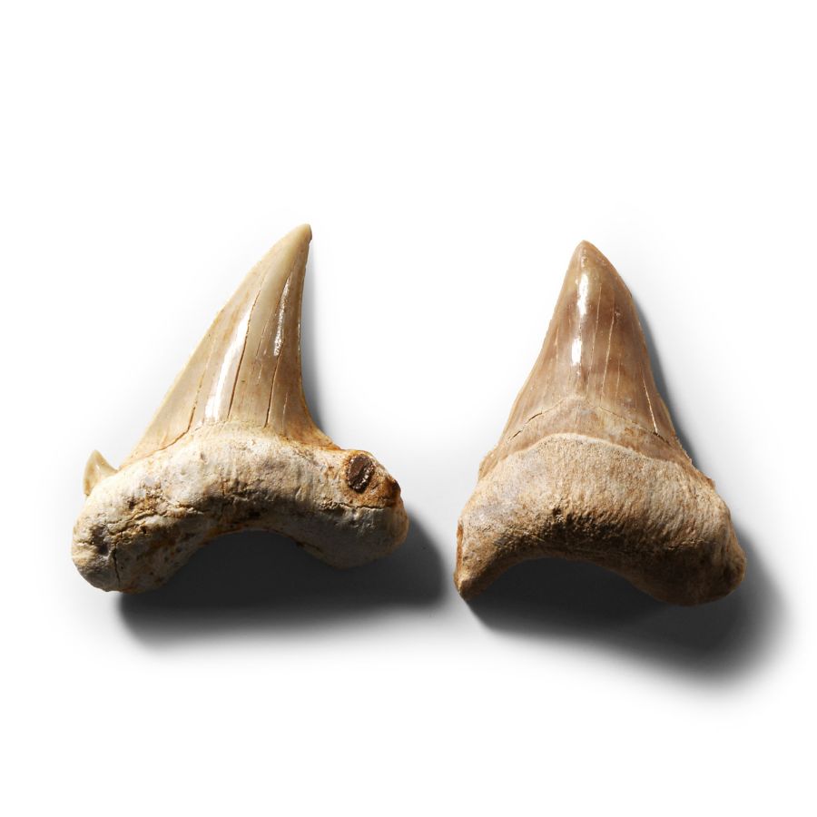 Natural History - Otodus Shark Fossil Tooth Pair