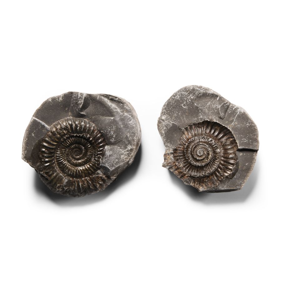 Natural History - Whitby Dac Fossil Ammonite Nodule