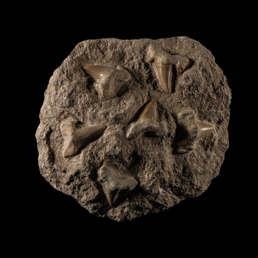 Natural History - Otodus Shark Fossil Teeth on Matrix