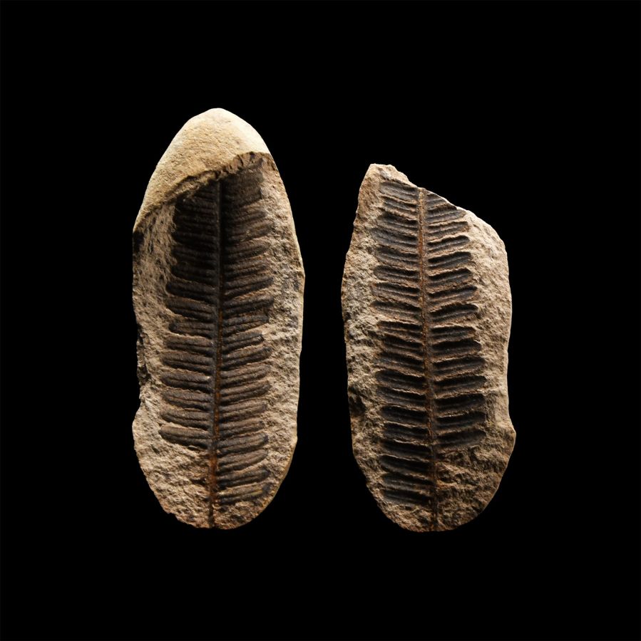 Natural History - North American Fossil Fern Nodule