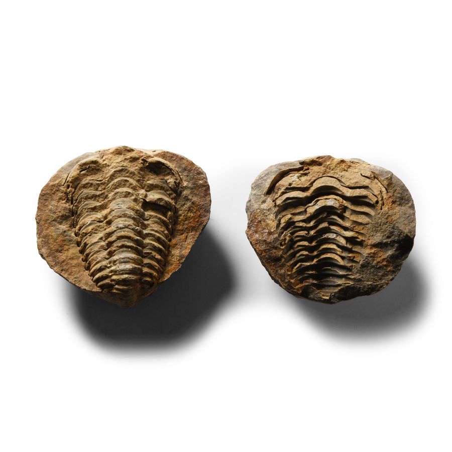 Natural History - Flexicalymene Fossil Trilobite Nodule