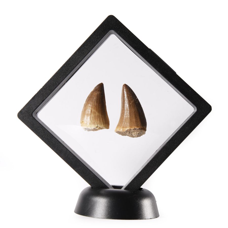 Natural History - Fossil Mosasaur Marine Dinosaur Tooth Display