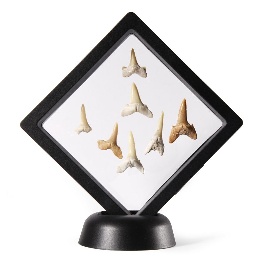 Natural History - Fossil Sand Shark Tooth Display