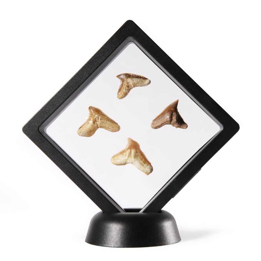 Natural History - Fossil Tiger Shark Tooth Display