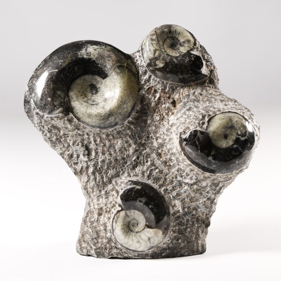 Natural History - Polished Fossil Goniatite Stand