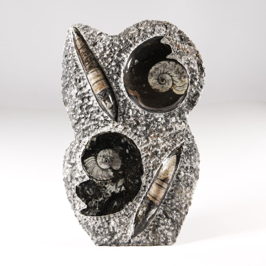 Natural History - Polished Fossil Goniatite and Orthoceras Stand