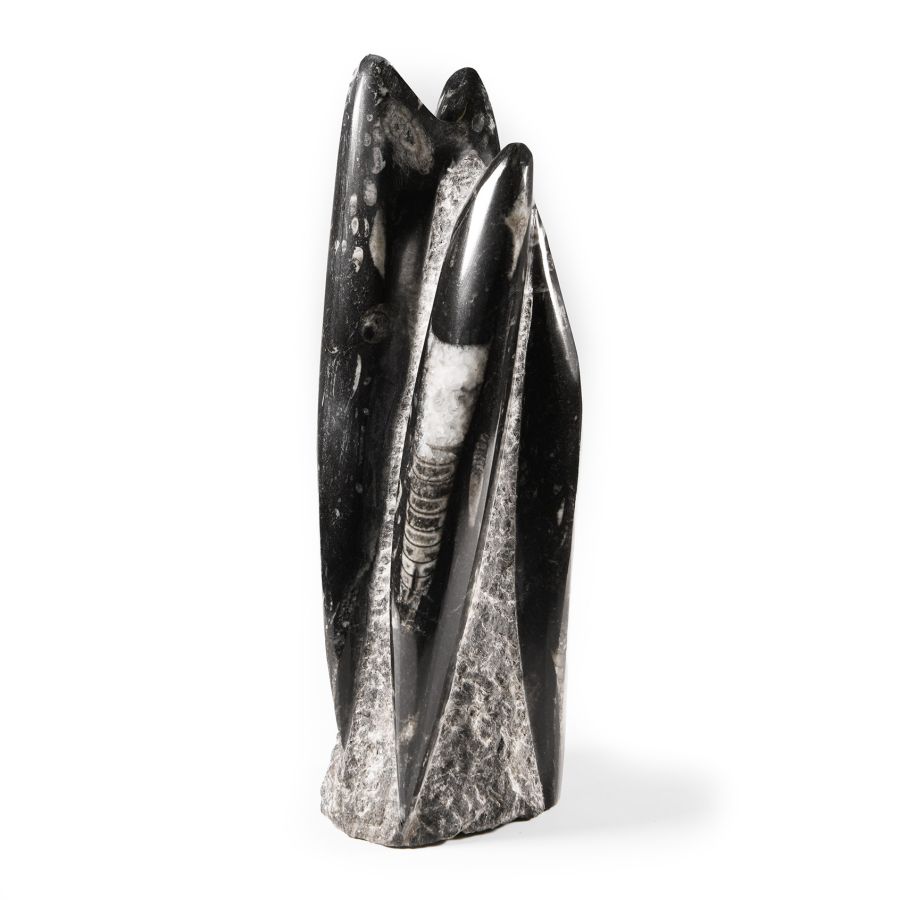 Natural History - Polished Fossil Orthoceras Column