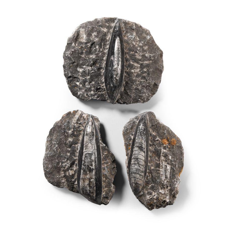 Natural History - Fossil Orthoceras on Matrix Group