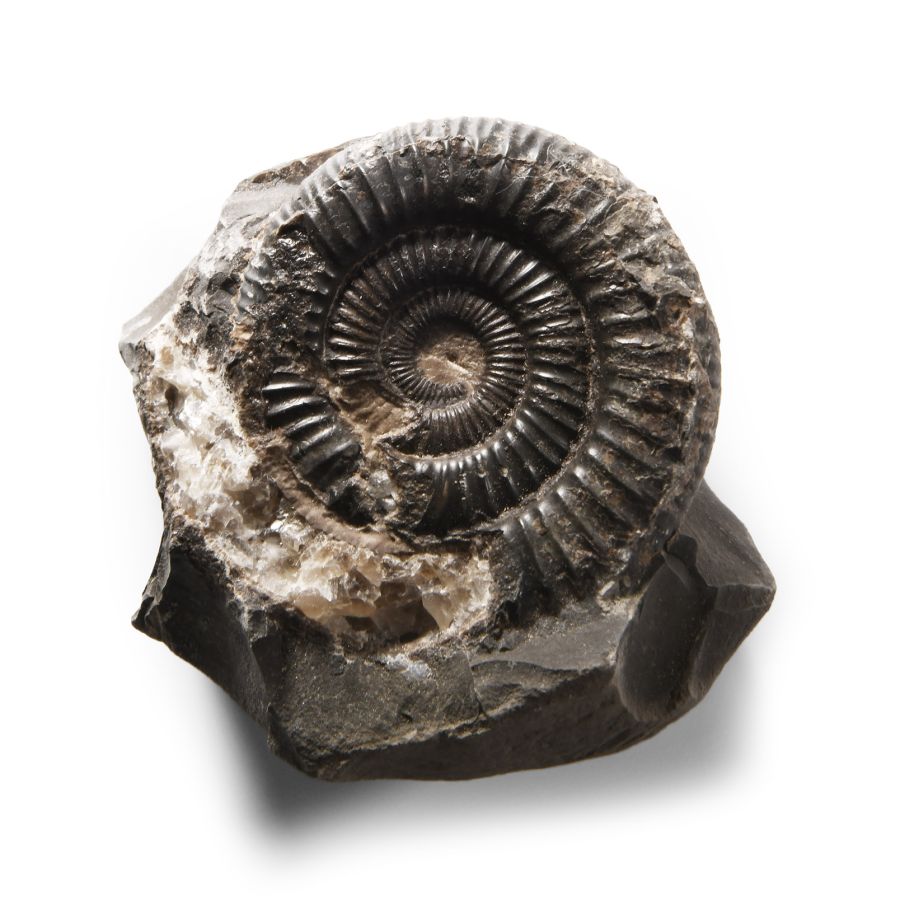 Natural History - Whitby Dac Fossil Ammonite
