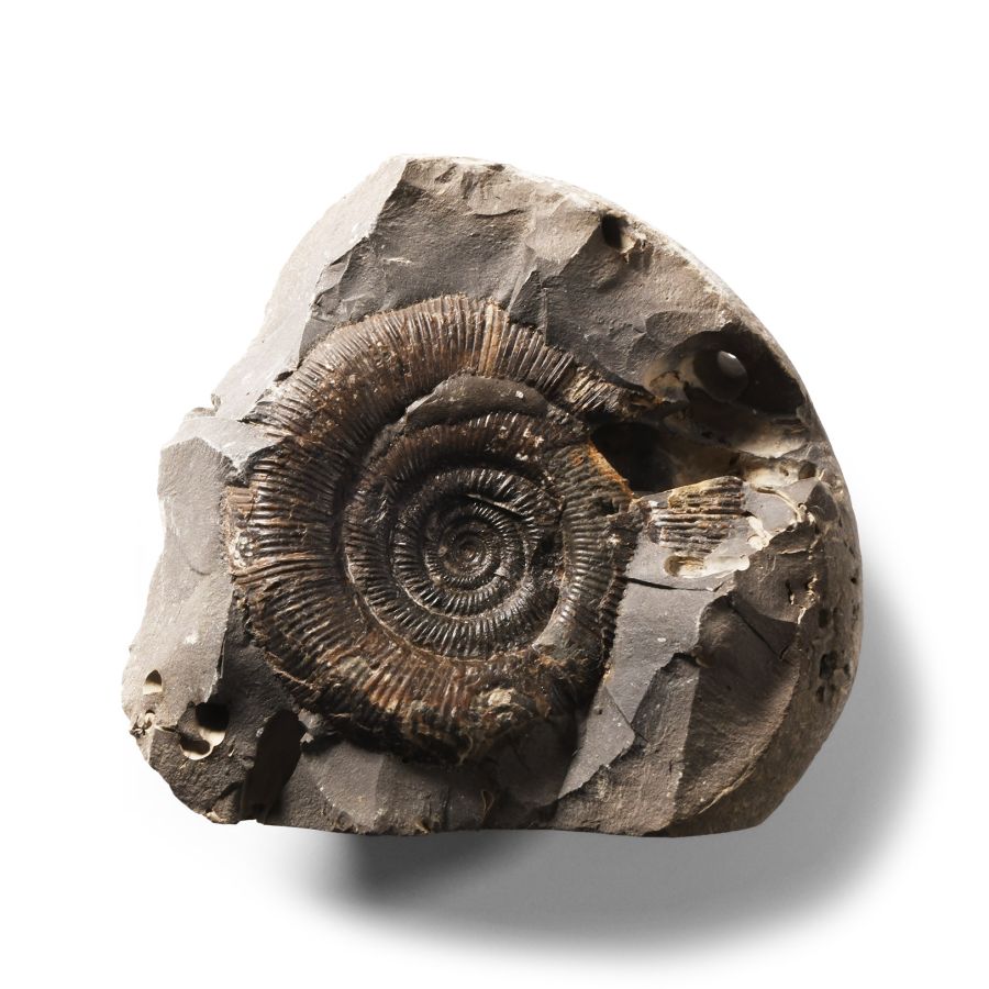 Natural History - Whitby Dac Fossil Ammonite