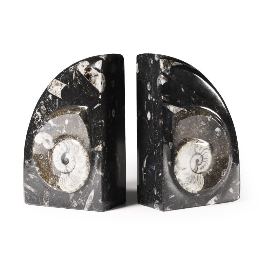 Natural History - Polished Fossil Goniatite Book Ends