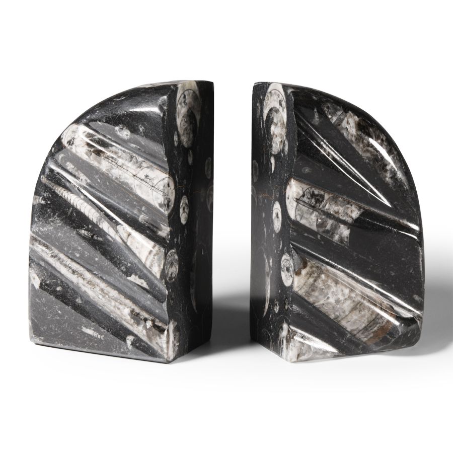 Natural History - Polished Fossil Orthoceras Book Ends