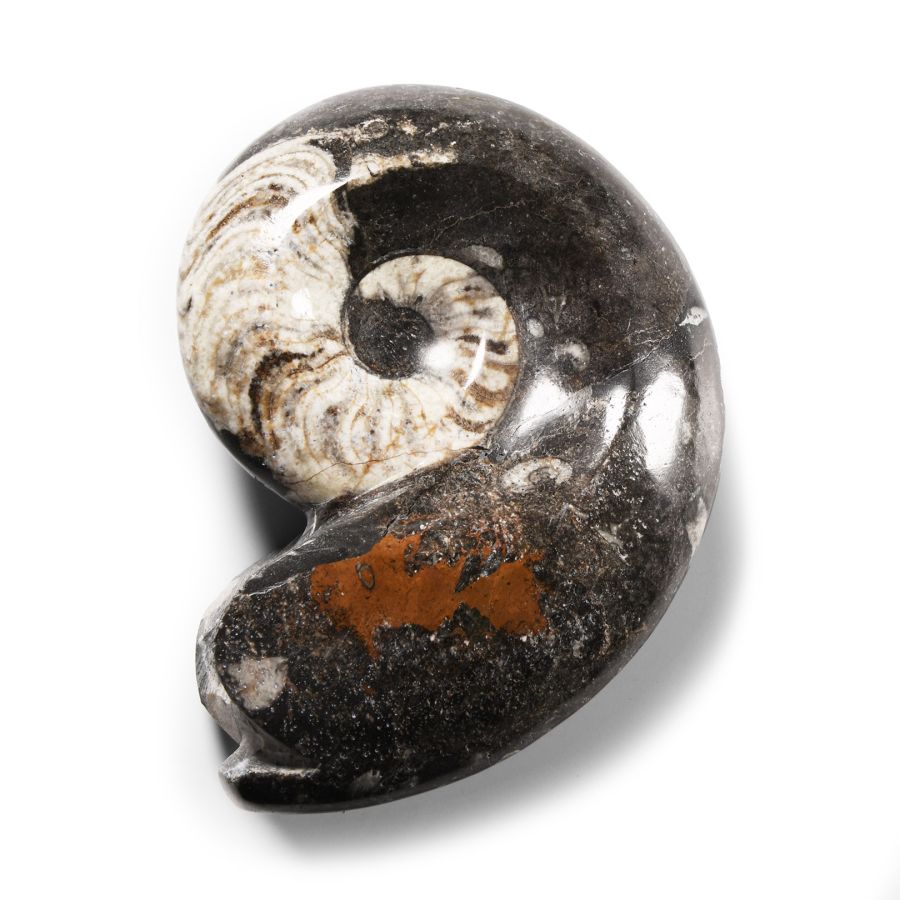 Natural History - Polished Fossil Goniatite