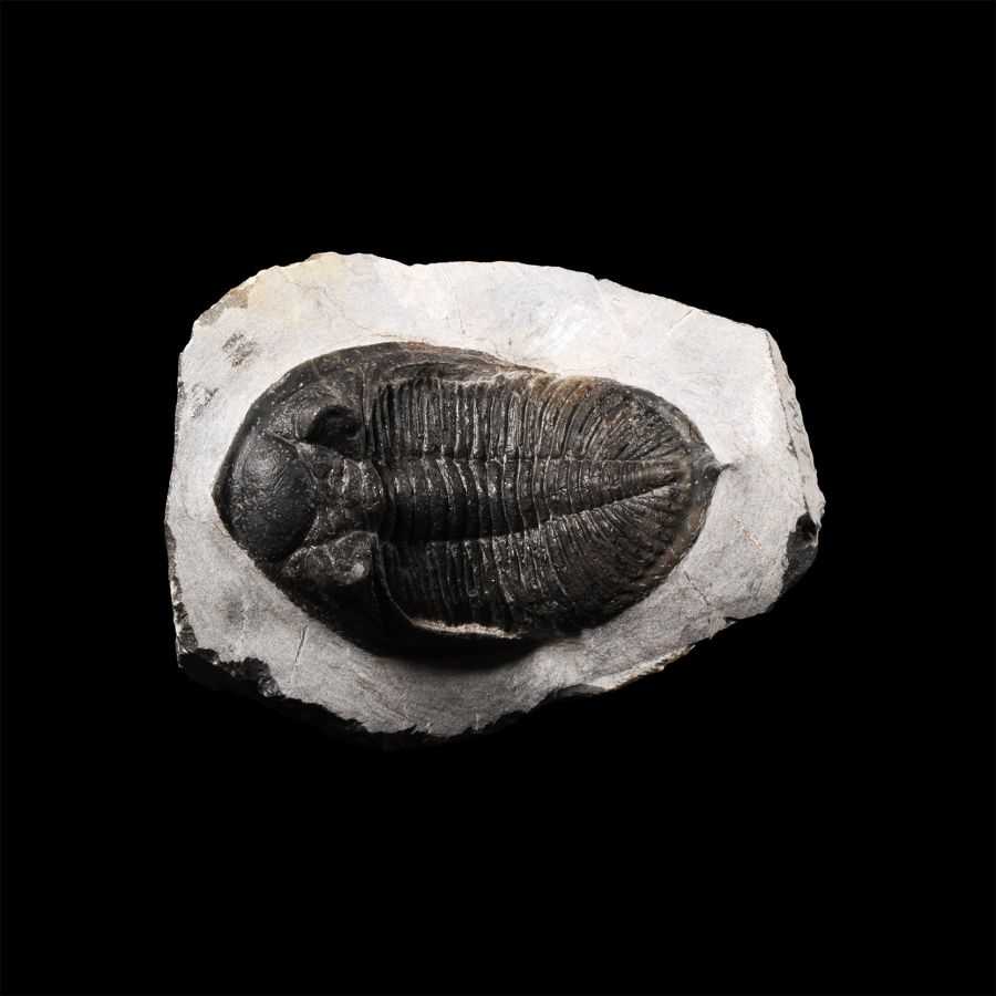 Natural History - Fossil Odontochile Trilobite