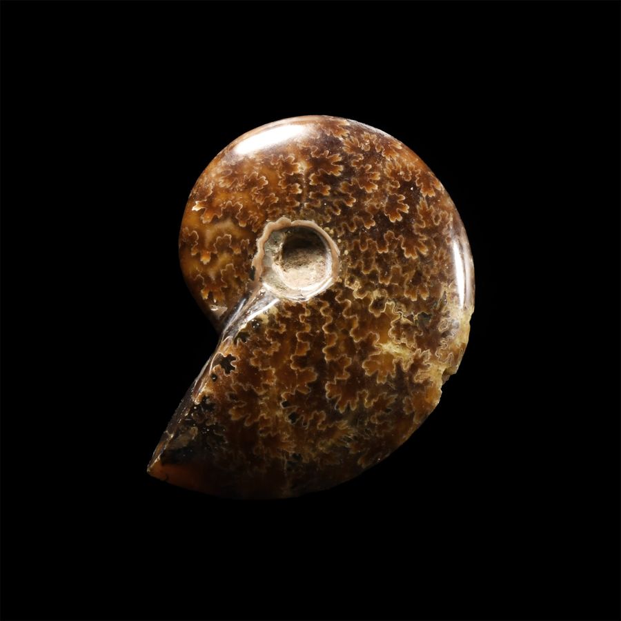 Natural History - Polished Fossil Ammonite