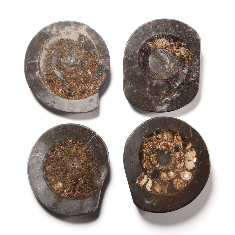 Natural History - Whitby Dac Fossil Ammonite Group