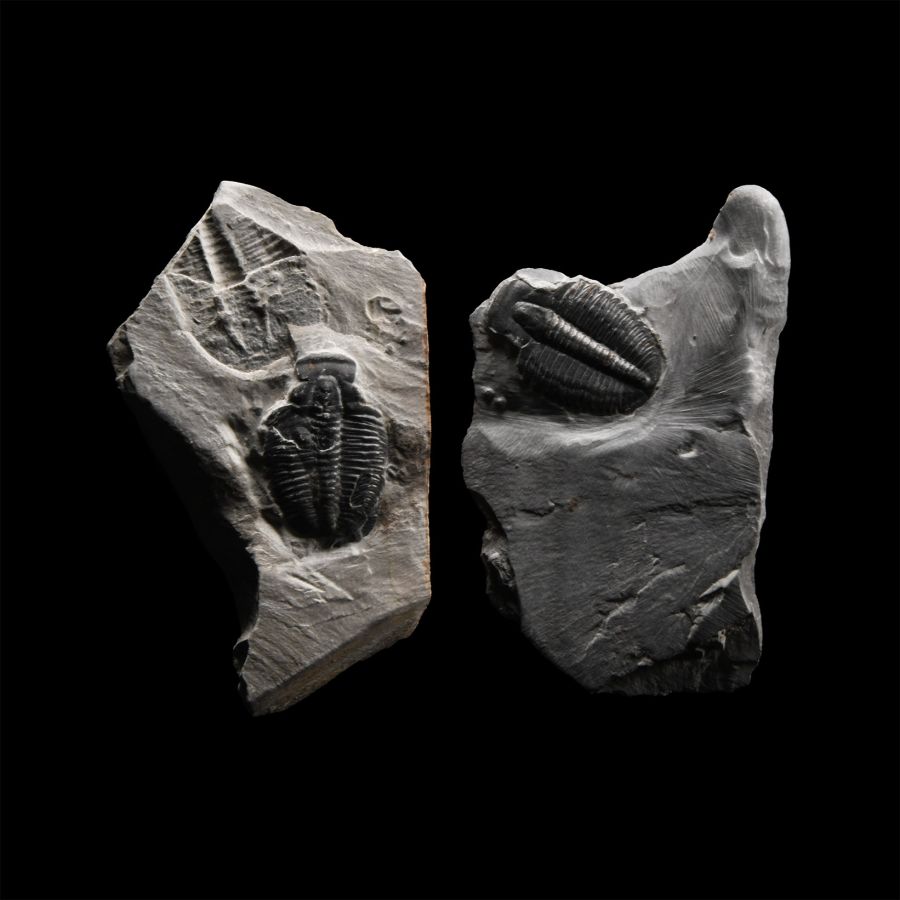 Natural History - Fossil Elrathia Kingii Trilobite Group