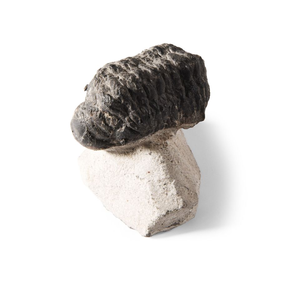 Natural History - Fossil Phacops Trilobite