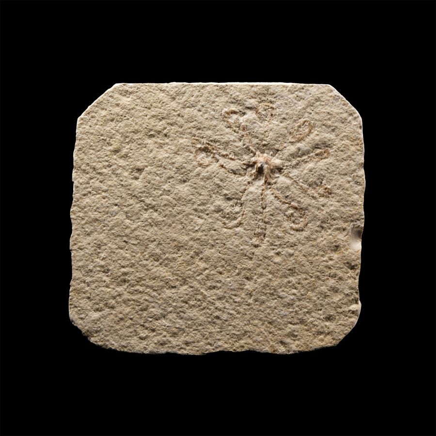 Natural History - Fossil Starfish