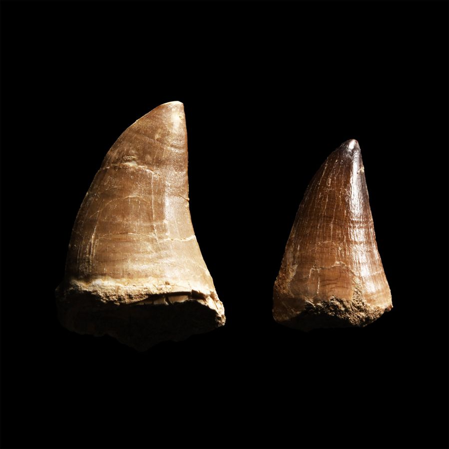 Natural History - Fossil Mosasaur 'Marine Dinosaur' Tooth Group
