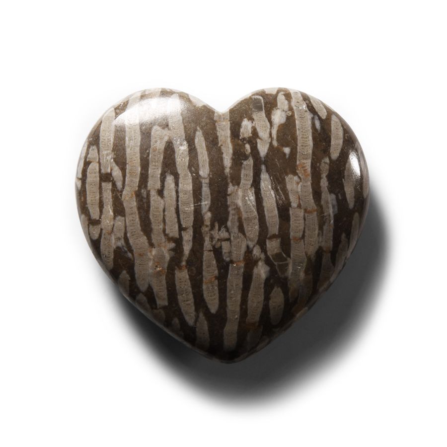Natural History - Polished Fossil Coral Head Heart