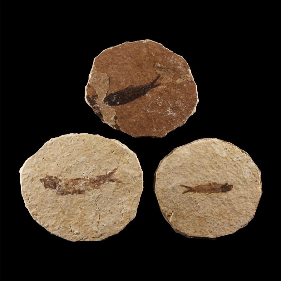 Natural History - Knightia Fossil Fish Group