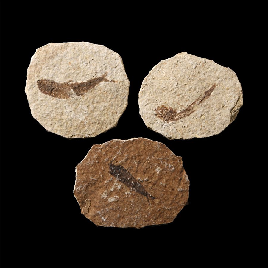 Natural History - Knightia Fossil Fish Group