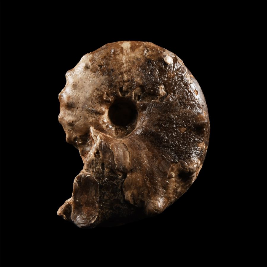 Natural History - Fossil Mamite Ammonite