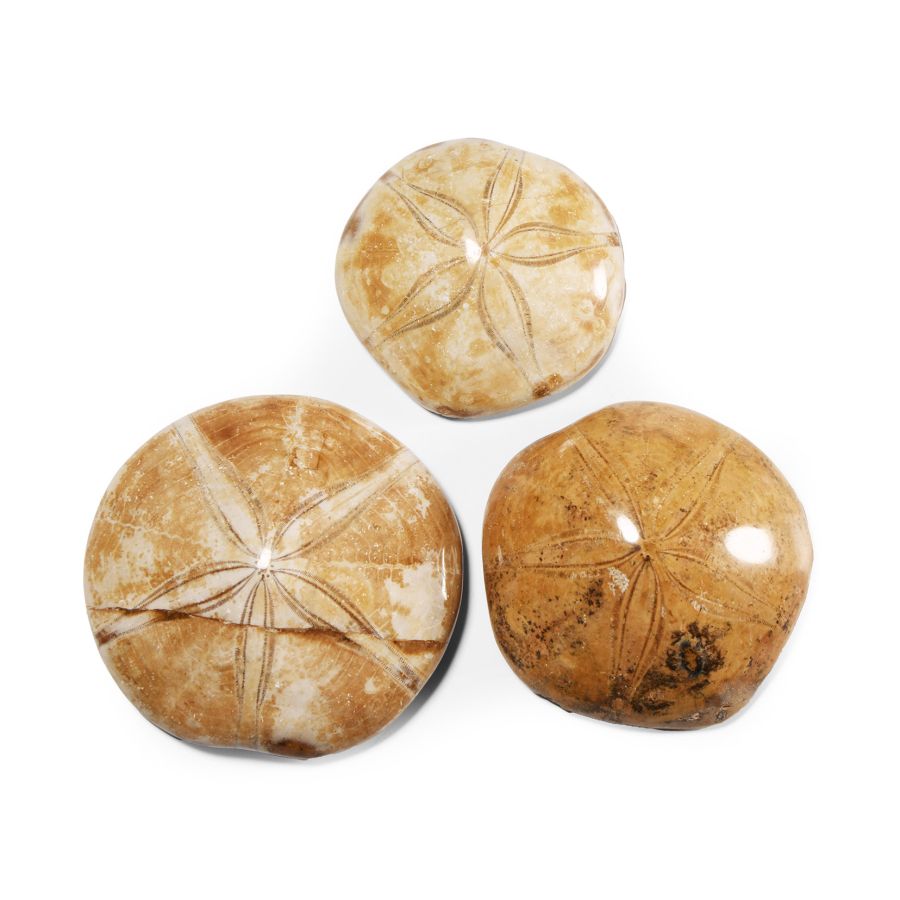 Natural History - Polished Fossil Sand Dollar Group