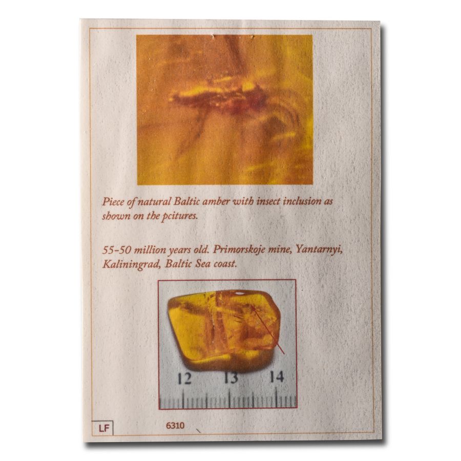 Natural History - Insect in Baltic Amber