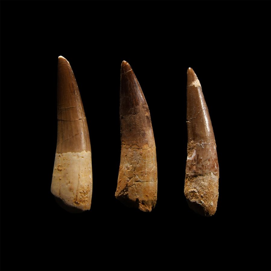 Natural History - Fossil Spinosaurus Dinosaur Tooth Group