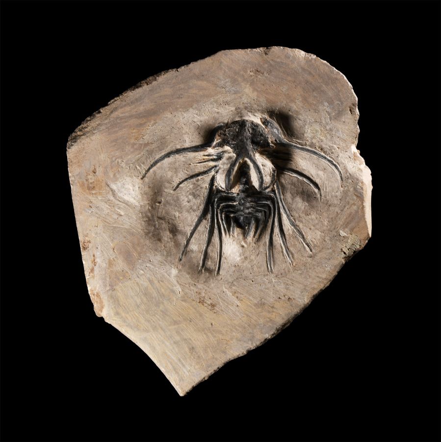 Natural History - Fossil Dicranurus Monstrosus Trilobite