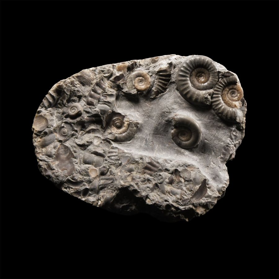 Natural History - Fossil Ammonite Cluster