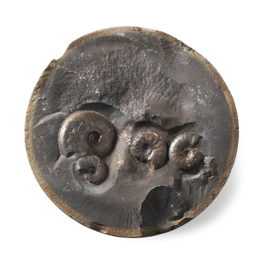 Natural History - Whitby Dac Fossil Ammonite Cluster