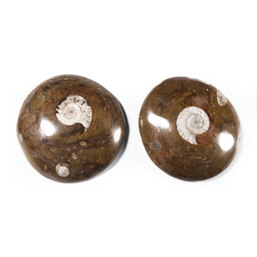 Natural History - Polished Fossil Goniatite Group