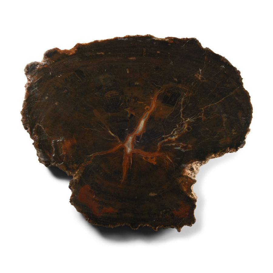 Natural History - Agatized Fossil Tree Trunk Cut Slice