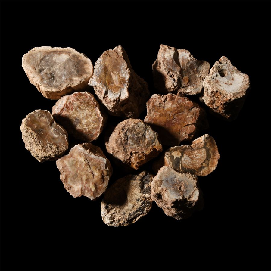 Natural History - Unpolished Fossil Tree Branch Section Group [10]