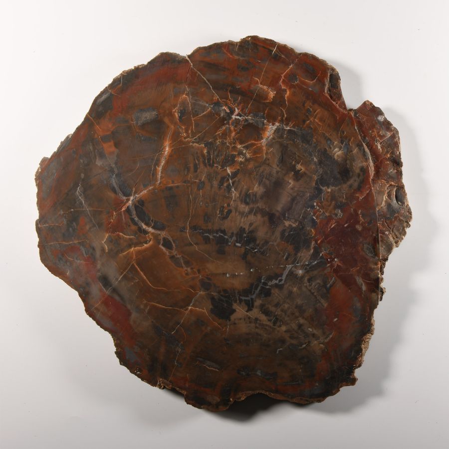Natural History - Large Cut Petrified Fossil Tree Trunk Slice