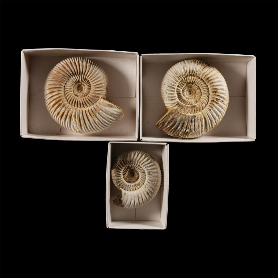 Natural History - Boxed Fossil Perisphinctes Ammonite Group