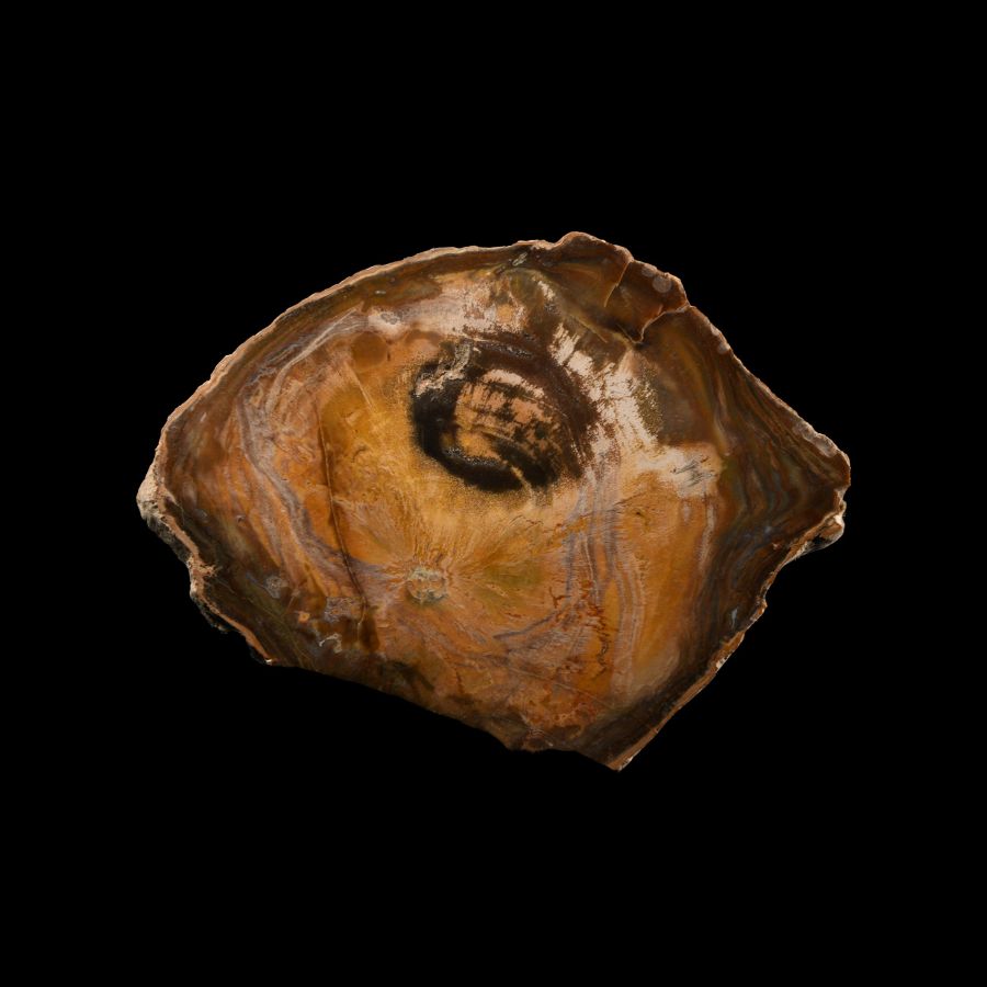 Natural History - Cut and Polished Petrified Fossil Tree Trunk Slice