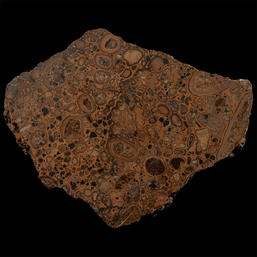 Natural History - Large Polished 'Puddlestone'