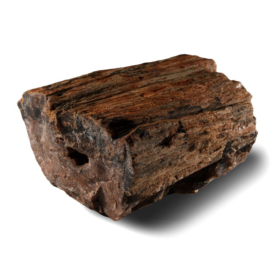 Natural History - Fossil Amazon Rainforest Fossil Tree Trunk Section