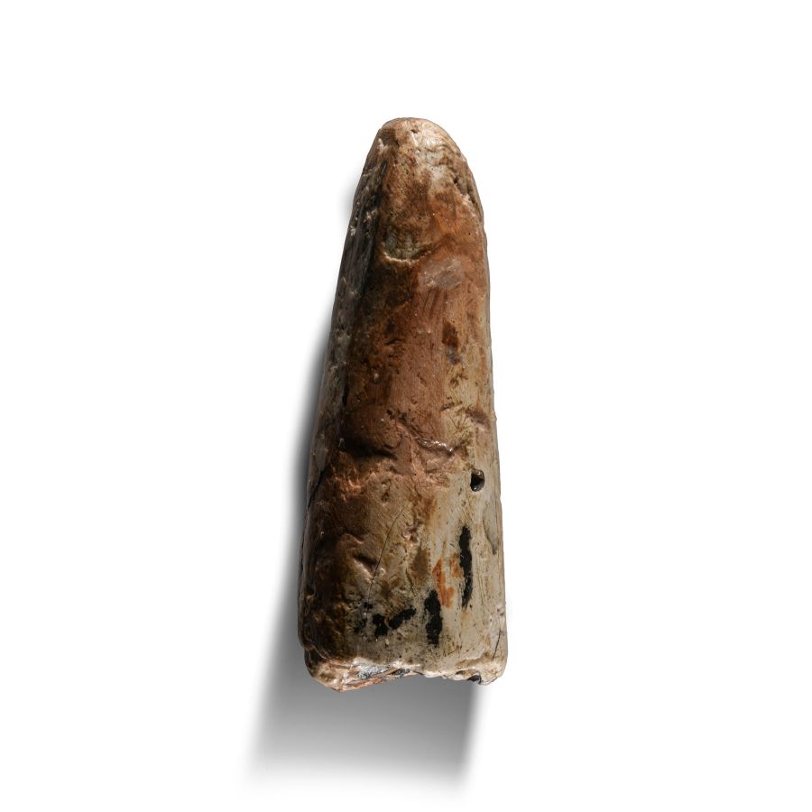 Natural History - 'North Sea' Fossil Woolly Mammoth Tusk Tip