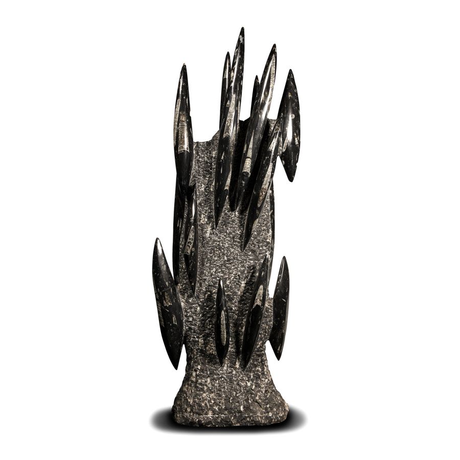 Natural History - Very Large Fossil Orthoceras Sculpture