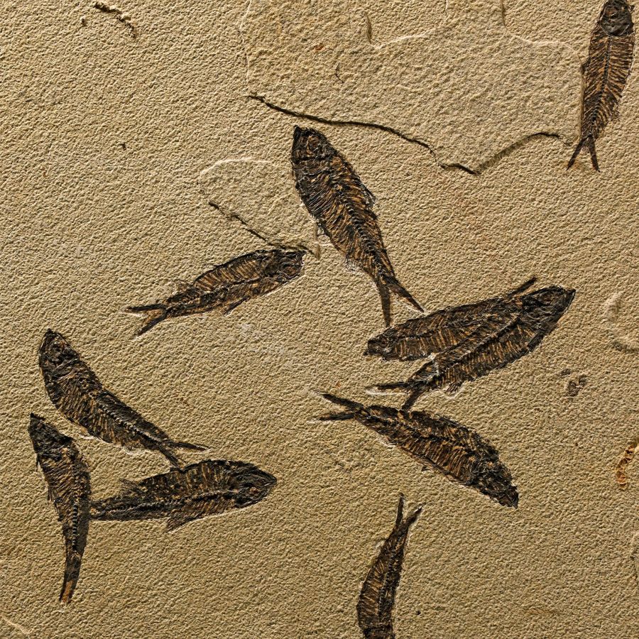 Natural History - Huge Knightia Fossil Fish Display